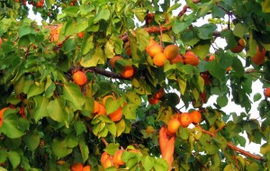 albicocche_2