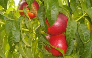 nettarine