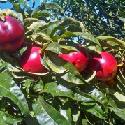 pesche_11