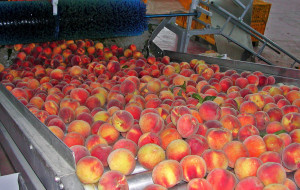 pesche_lavorazione