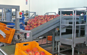 pesche_lavorazione_3