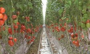 pomdori 1