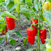 Ripe and unripe bell peppers growing on bushes in the garden. Bulgarian or sweet pepper plants.