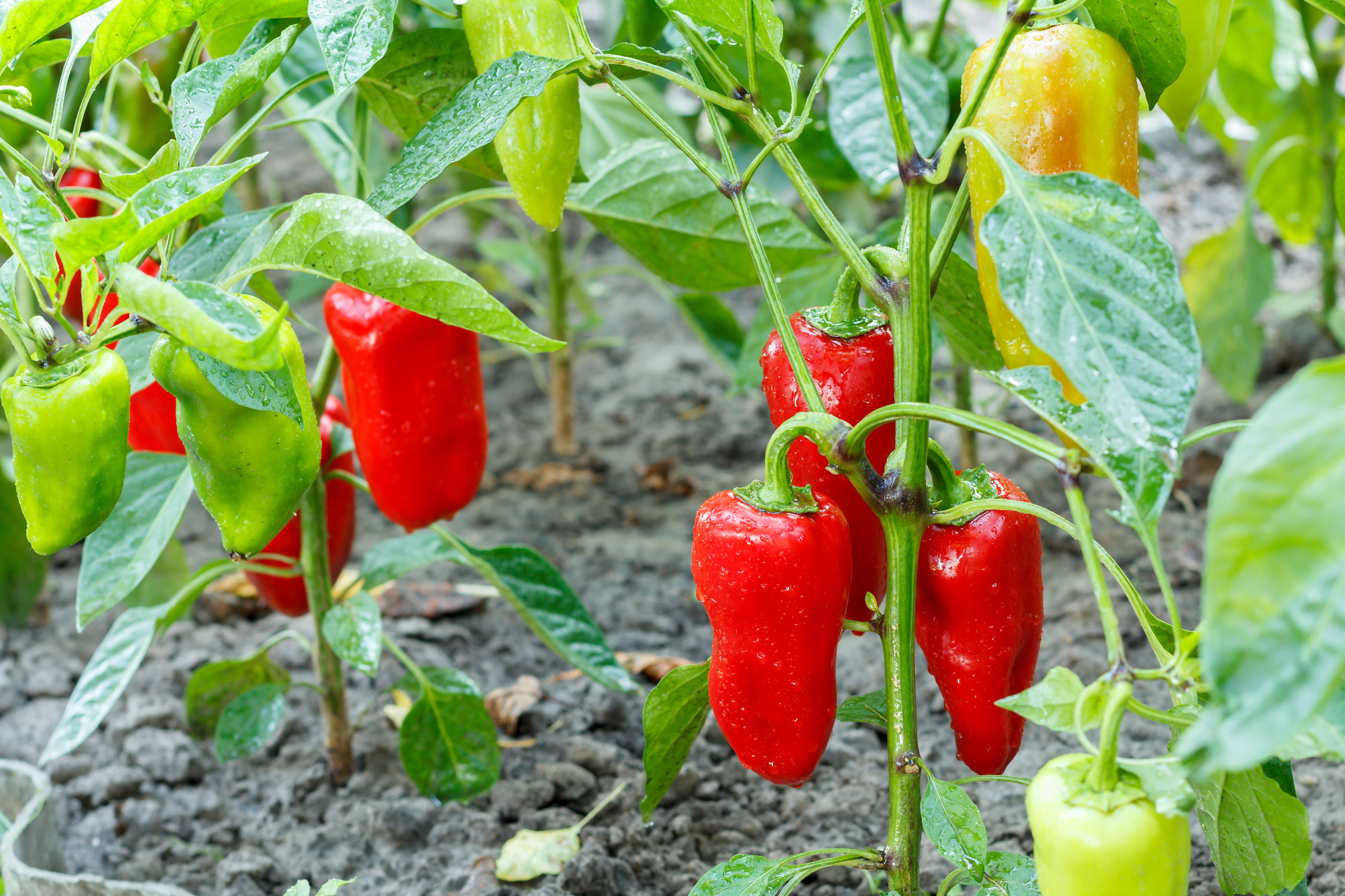 Ripe and unripe bell peppers growing on bushes in the garden. Bulgarian or sweet pepper plants.