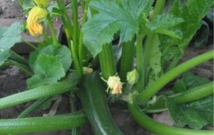 zucchine 4